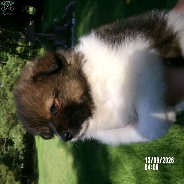 Prince, Pomeranian Puppy